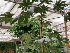 -金稼园·金平湖农家菜