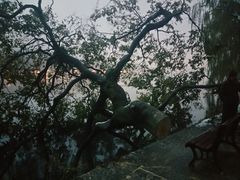 下雪原因，被据的树-杭州西湖风景名胜区-北街寻梦