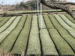 -雪绿茶博物馆