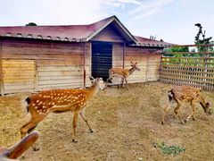 -安德鲁户外烧烤帐篷营地(马泉营店)