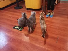 -猫小院猫主题咖啡厅(北锣店)
