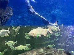 -西安曲江海洋极地公园