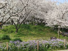 -苏州上方山国家森林公园
