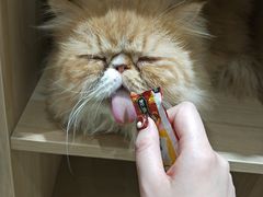 -藏猫猫咖啡主题馆(中央大道店)