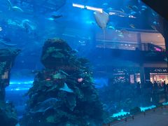 -迪拜水族馆及水下动物园
