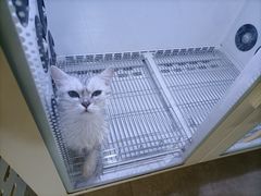 -奈斯宠物医院·核磁CT·异宠专科·内镜(中南店)