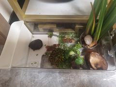 -中环花鸟鱼虫市场