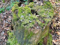 -五营红松林海景区