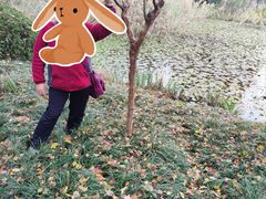 -陈家山荷花公园