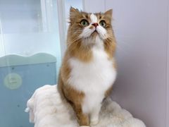 -爱洗澡的猫(望京店)
