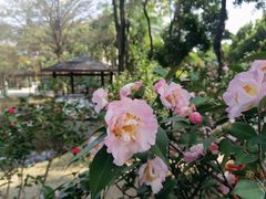 -深圳国际园林花卉博览园