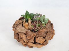 -荷兰布尔玛国际花艺学院