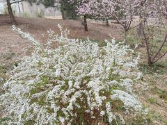 -莲花池公园