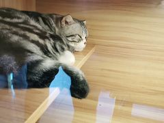 -喵百万·布偶·蓝金金渐层英短·猫舍(百子湾店)