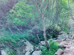 -王顺山国家森林公园