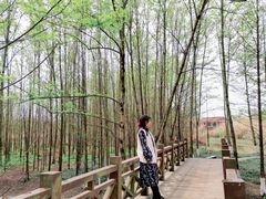 -桤木河湿地公园