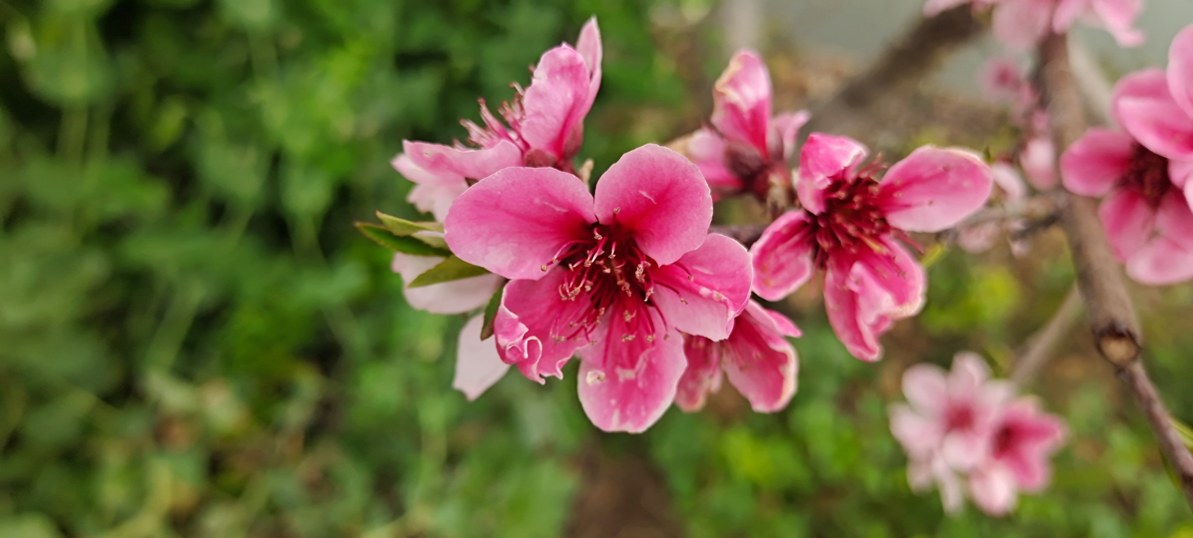 桃花李花梨花图片