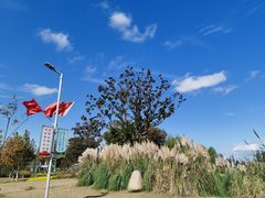 -上海长兴岛郊野公园