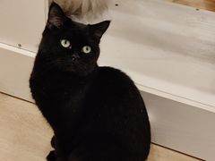 -有喵·猫咖·狗咖·40+猫狗有小奶狗(岗厦店)