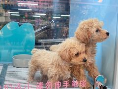 -FAELING PETS美天灵宠物(合生汇店)