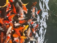 -南宫五洲植物乐园