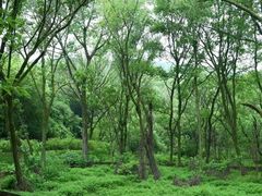 -西湖风景区-江洋畈生态公园