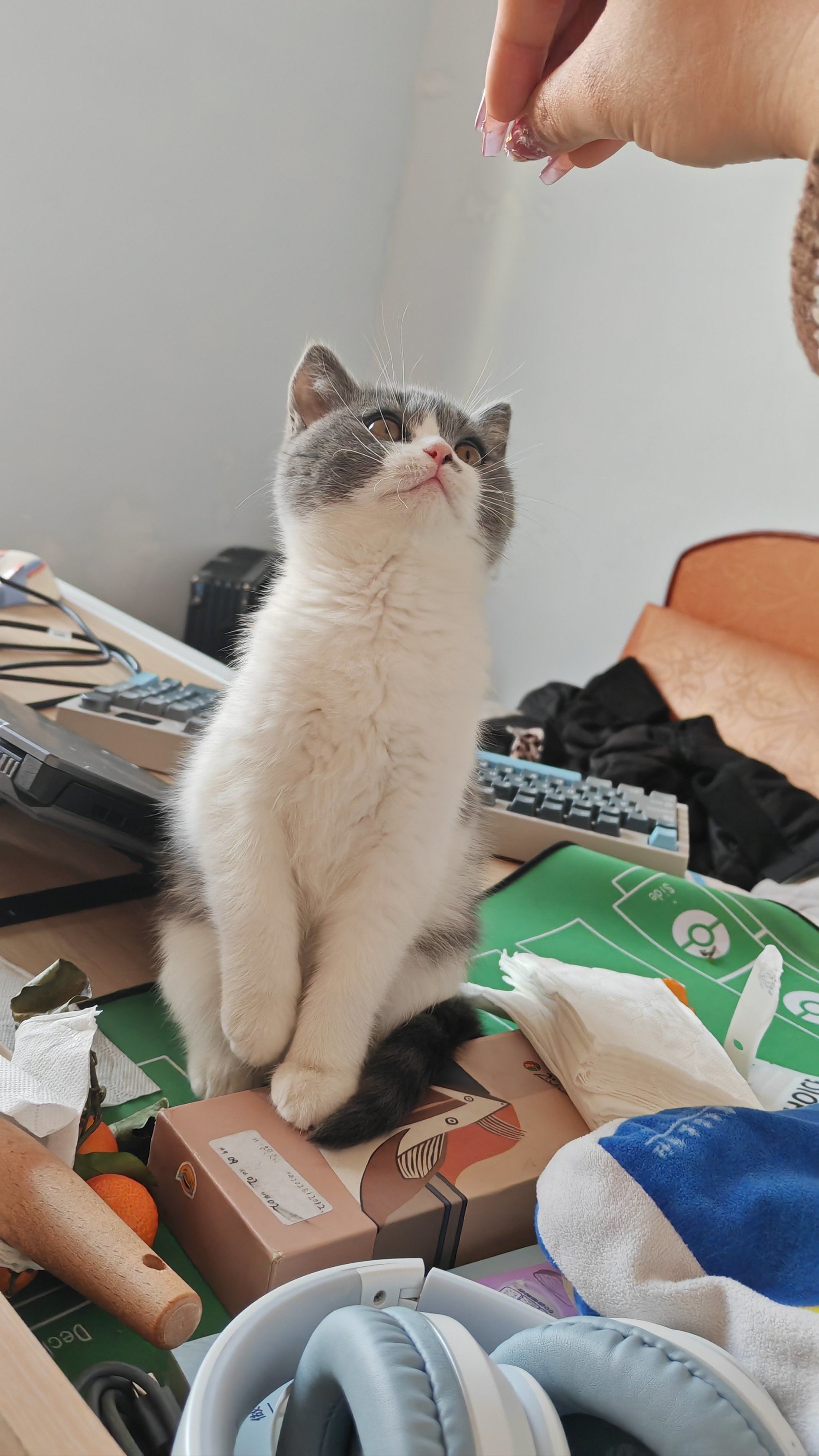 😺关于英短蓝白
品种:英短蓝白