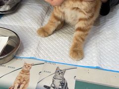 -艾贝尔宠物医院·24H转诊中心·肿瘤猫专科(江宁双龙店)