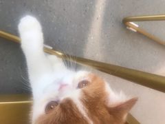 -飞行喵MR PILOT|猫舍·猫咖(静安大融城店)