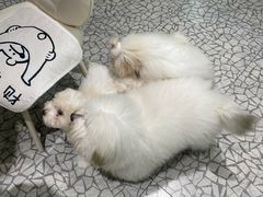 -momokira米努特·德文卷毛猫·棉花面纱犬