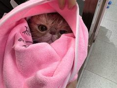 -FAELING PETS美天灵宠物(富力广场店)