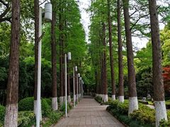 -红梅公园