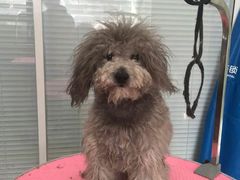 -瑞派·关忠动物医院·猫专科·犬专科(三环新城店)
