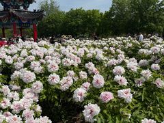 -曹州牡丹园