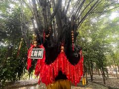 -瑞丽独树成林风景区