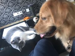 -PETKIT 小佩宠物·低压洗护·美容·寄养(安远店)