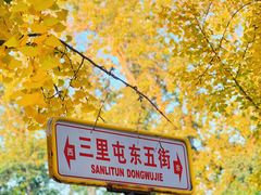 -三里屯东五街银杏大道