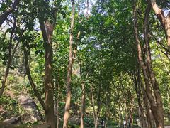 -火炉山森林公园
