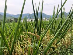 -绩溪龙川景区