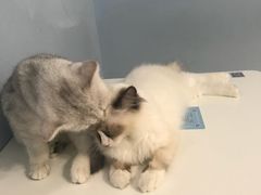 -喵的天空名猫咖啡馆·撸猫·猫舍·用品