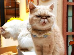 -猫小院猫主题餐厅(南锣旗舰店)