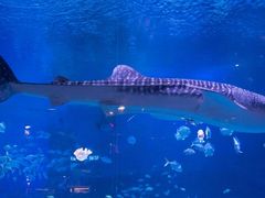 -烟台海昌鲸鲨海洋公园