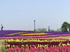 -杭州湾海上花田景区