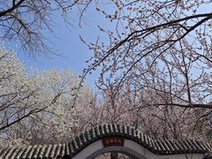 -桃花堤公园