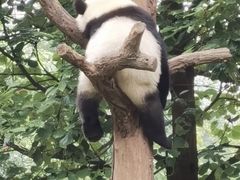 -都江堰中华大熊猫苑
