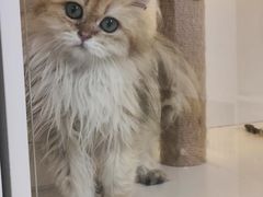 -十月米努特矮脚猫舍