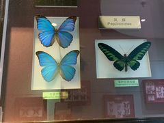 -上海昆虫博物馆