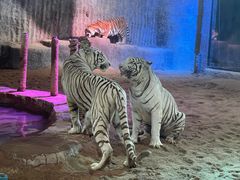 -清迈夜间动物园