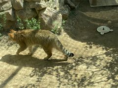 -青藏高原野生动物园