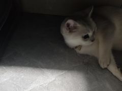 -半岛宠物医院24小时(白果林店)